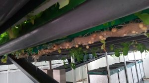 Подращивание клубня картофеля методом гидропоника 5-7 см Агропарк Рогачёво