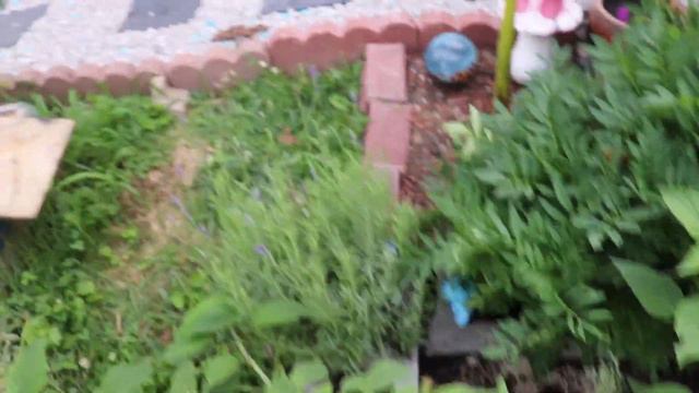 EXCITING THINGS HAPPENING & LOOK HOW MUCH EVERYTHING HAS GROWN