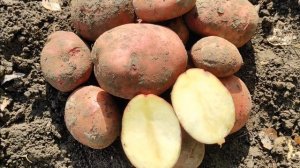 Сорт картофеля Журавинка
