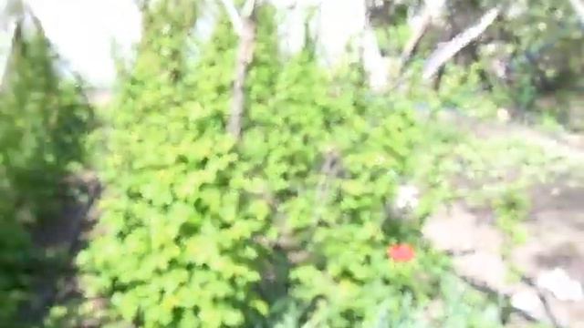 Малина ранняя, обрезка ранней малины смотреть онлайн