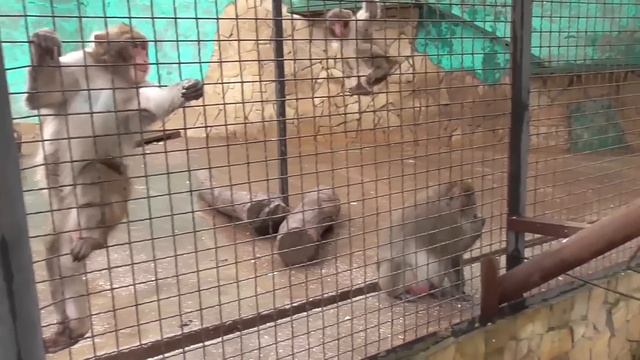 Малыш у японских мамак просто егоза! Парк 