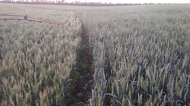 Травлю клопа и остальных насекомых))) Мтз-50 и польский навесной опрыскиватель 10.06.19 смотреть онлайн