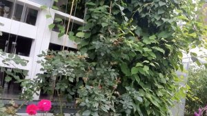 Актинидия Коломикта. Северное киви. Вкусные ягоды. Декоративная лиана.