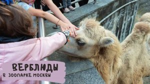 Верблюды в зоопарке Москвы