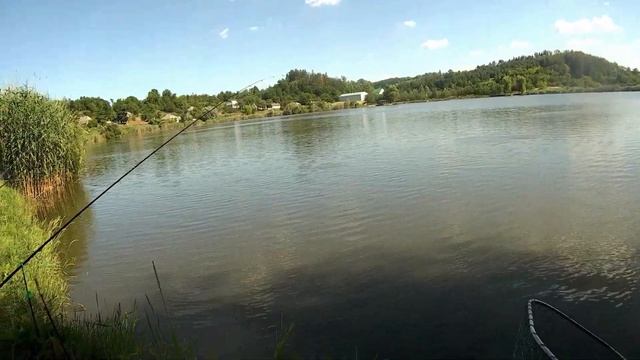 Учу ловить толстолоба.  Толстолоб на технопланктон.  Ловля толстолоба с берега. Silver Carp Fishing