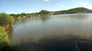 Учу ловить толстолоба.  Толстолоб на технопланктон.  Ловля толстолоба с берега. Silver carp fishing