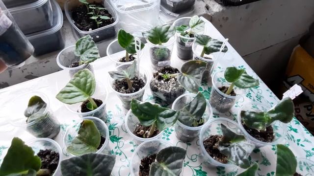 Лист фиалки не дает деток. 2 СЕРИЯ. ФИАЛКИ ОТ ЛИСТОЧКА ДО ЦВЕТОЧКА. ПУТЬ НОВИЧКА. смотреть онлайн