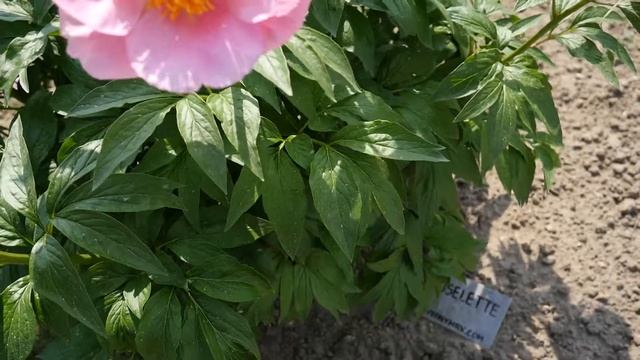 PeonyMAX Roselette смотреть онлайн