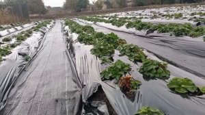 ??? Зачем делать бугры для клубники