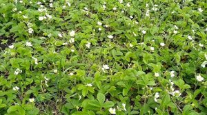 ЛЕСНАЯ ЗЕМЛЯНИКА??Лечебные свойства.Целебный чай из листьев земляники.