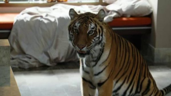 Мальчишник в Вегасе