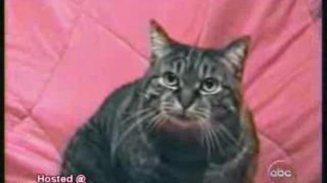 Болтливая кошка 