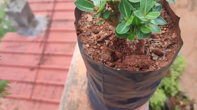 Adenium Compact Variety Arabicum смотреть онлайн