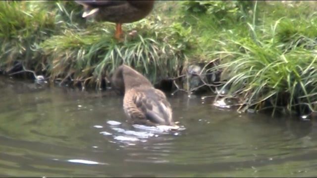 Кто живет возле пруда? смотреть онлайн