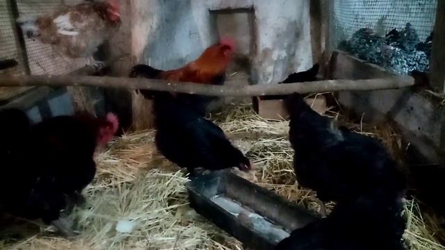 Маран черно-медный!!! Знакомство с хозяйством!!! смотреть онлайн