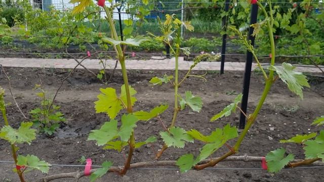 Сколько лет мучаюсь с этой шпалерой для винограда, так какая шпалера для винограда лучше? смотреть онлайн