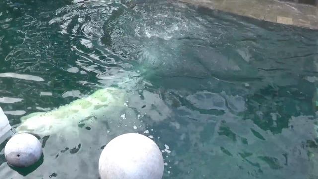 Медвежата испугались за маму когда она прыгнула в воду. 03.05.2023 смотреть онлайн