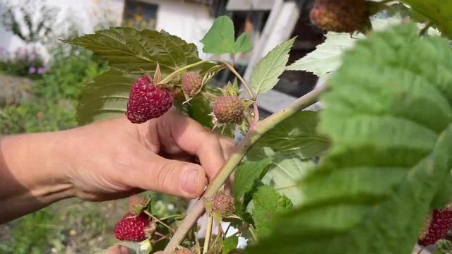 ГИГАНТ МАЛИНА!!! МОСКОВСКИЙ ГИГАНТ. АГРОФИРМА ПОИСК смотреть онлайн