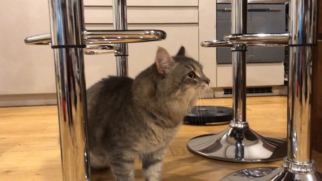 Accouplement de chats (sibériens) - cat mating and post mating routine смотреть онлайн
