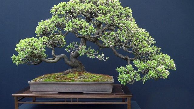 Таймер медитации 15 минут. Поющие чаши. смотреть онлайн