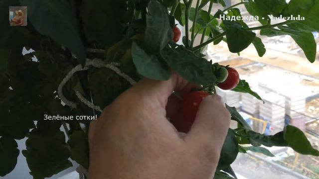 Снова зацвела моя глоксиния. смотреть онлайн