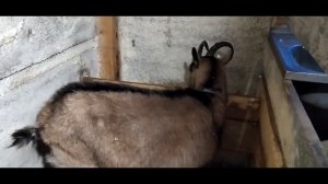 Дом для козы.