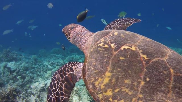 Turtle Encounter (Hawksbill - house reef Kandolhu - Maldives) смотреть онлайн