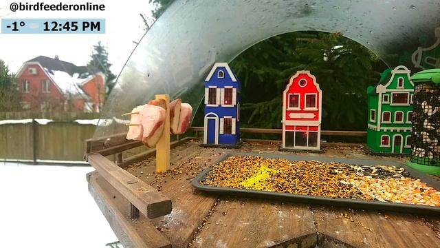 Кормушка для птиц онлайн / Bird feeder online смотреть онлайн