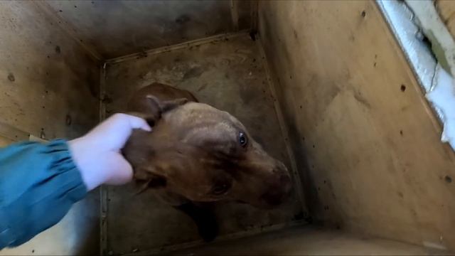 Питбуль Граф довел меня до ..... Воспитание питбуля. смотреть онлайн