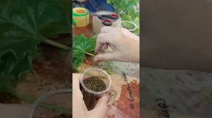 Супер способ укоренение герани листиком