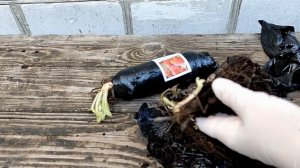 ??КЛУБНИКА ФРИГО. РАСПАКОВКА И ПОДГОТОВКА К ПОСАДКЕ