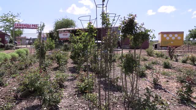 роза на штамбе без прививки, питомник роз полины козловой rozarium.biz strain without vaccinatio смотреть онлайн