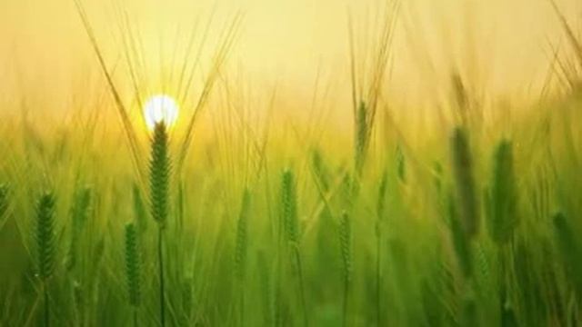 Звуки медитации / утренняя медитация/пение птиц / meditation / morning meditation / медитация/утро смотреть онлайн