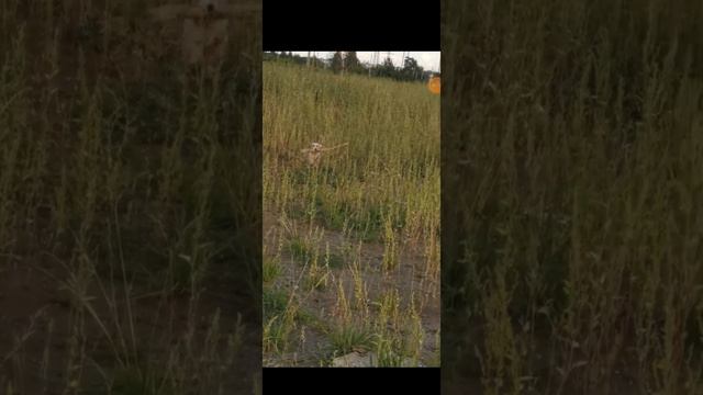 джек Рассел на прогулке