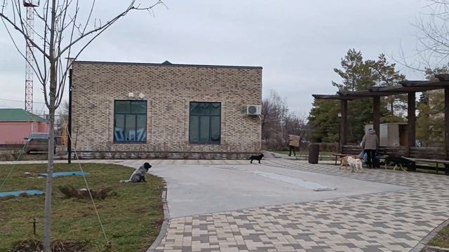 12.02.2024г ч. 2. бродячие собаки в парке посёлка Орловского, Орловского района... смотреть онлайн