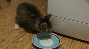 Котёнок лакает молоко из блюдца