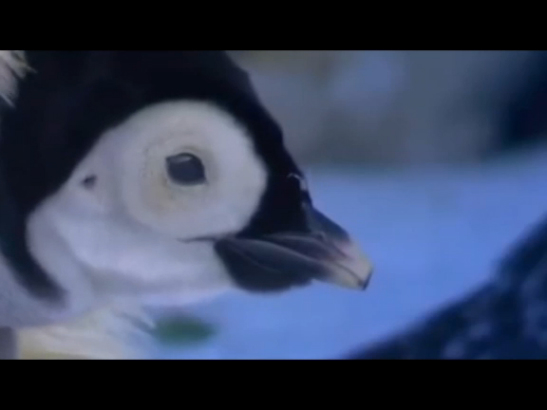 Snow Chick A Penguin's Tale смотреть онлайн