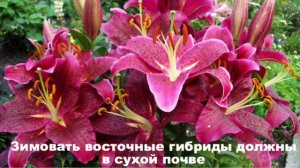 Восточные лилии - посадка, уход, зимовка.