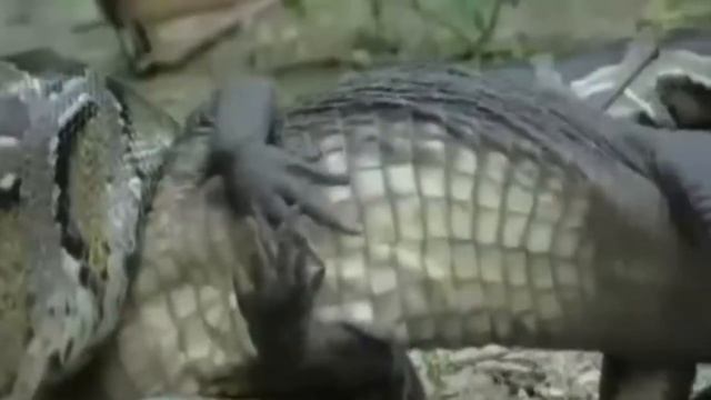 Anaconda VS Крокодил смотреть онлайн