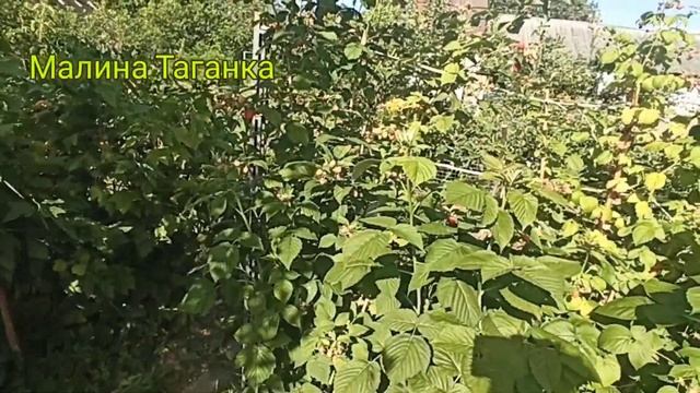 Летняя малина. Маросейка, таганка, обзор сортов и плодоношения! смотреть онлайн