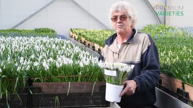 Muscari ‘Siberian Tiger’ смотреть онлайн