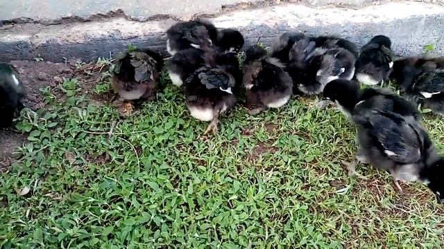 Цыплята породы Маран черномедный. Пасхальные куры!!!! смотреть онлайн