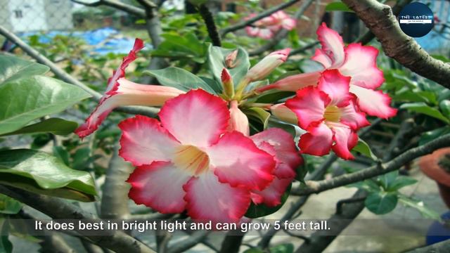 Top 10 Houseplants You Can't Kill смотреть онлайн