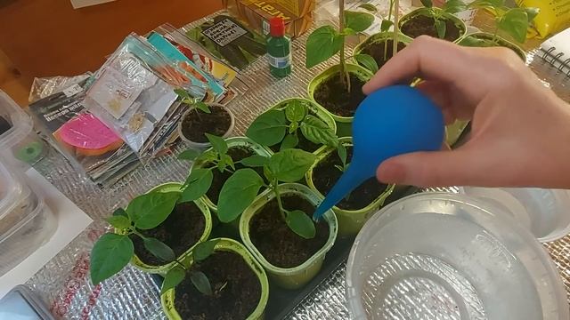 Первая подкормка для рассады перца. 12.01. смотреть онлайн