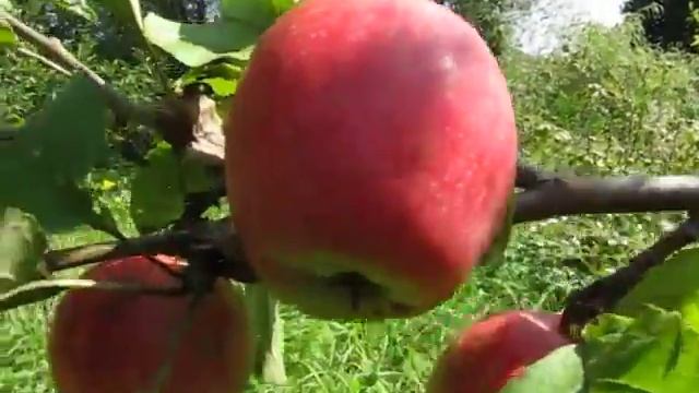 Сорт яблок Алые Паруса смотреть онлайн