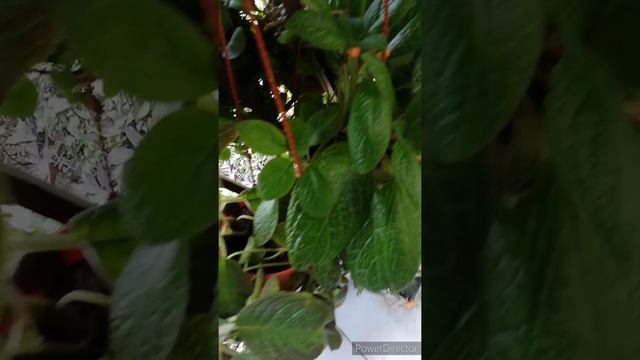 Quick Care Tips: Episcia Collection смотреть онлайн