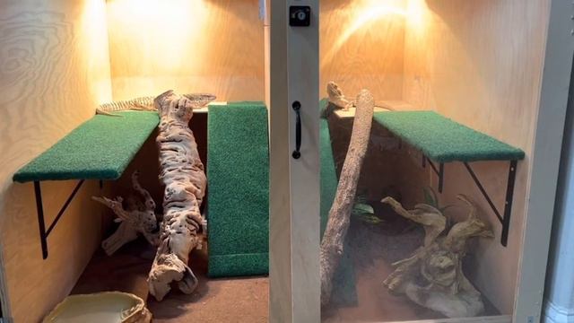 Savannah monitor update/feeding/bathing! смотреть онлайн