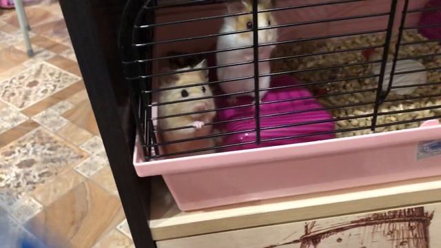 Хомяки в недоумении? #хомяки #питомцы #любимые_питомцы #домашние_животные смотреть онлайн