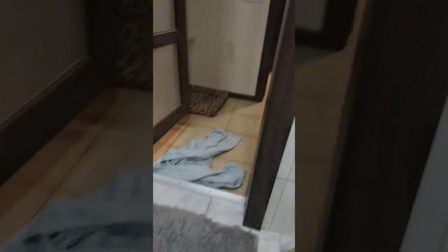 Той-терьер после купания.😅😅😅 смотреть онлайн