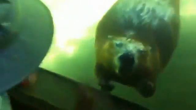 мальчик и бобёр смотреть онлайн